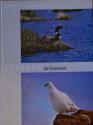 Billede af bogen Fuglene  på Grønland