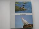 Billede af bogen Fuglene på Grønland
