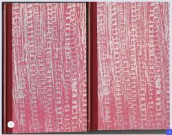 Billede af bogen Falkene vender tilbage (Bog 1 og 2) Billede af bogen Falkene vender tilbage (Bog 1 og 2)