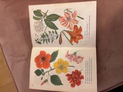 Billede af bogen Stueplanter i farver Billede af bogen Stueplanter i farver